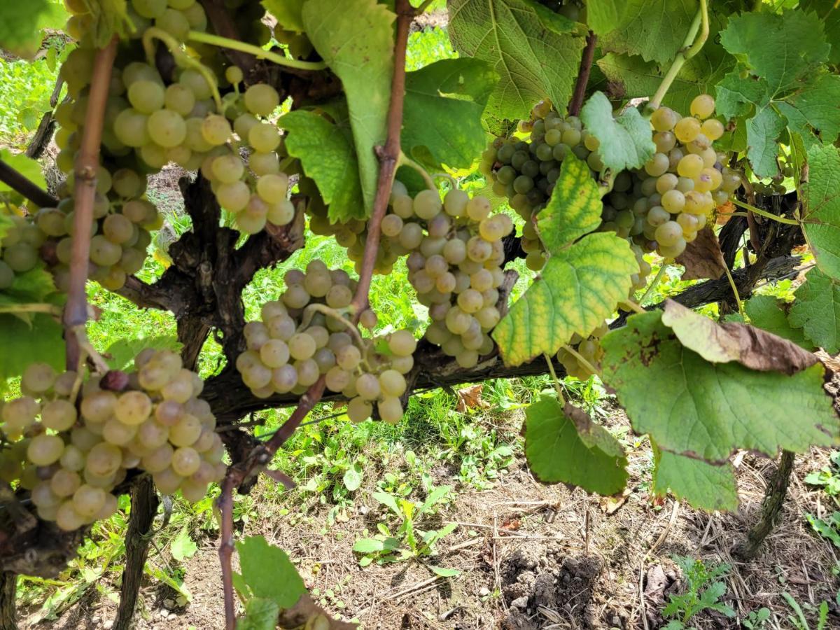 Fantastic View Vineyard Beskid Mountains Gruszow  Exterior photo